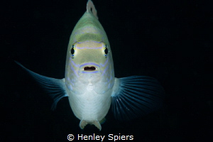 Staring Match with a Damselfish by Henley Spiers 
